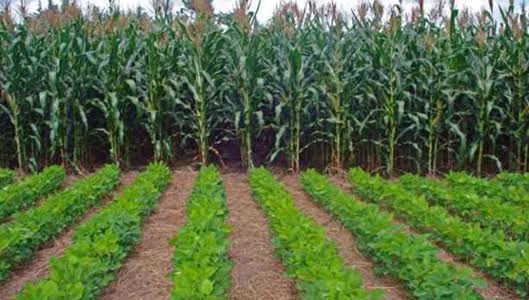 Rows of crops growing beside maize plants