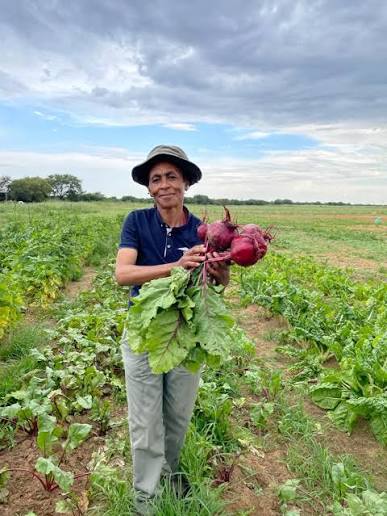 Farmer holding freshly harvested beetroot in a field