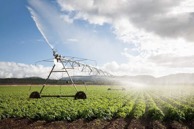Irrigation system watering a green crop field